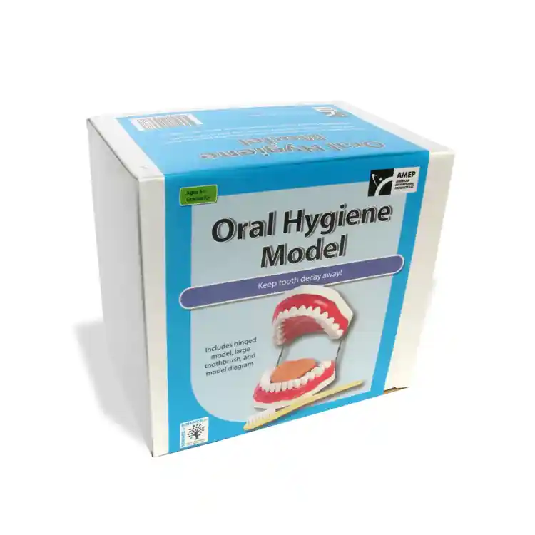 Oral Hygiene Model